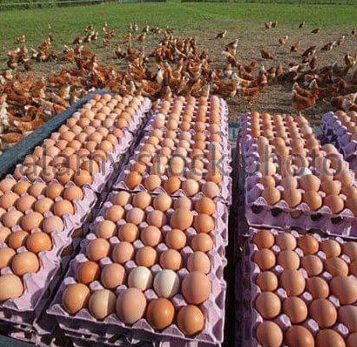 Egg Pickers and Packers Are Needed Urgently